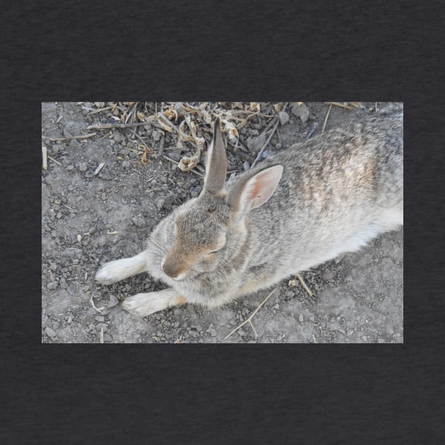 Rabbit, Desert Cottontail, Wildlife by sandyo2ly